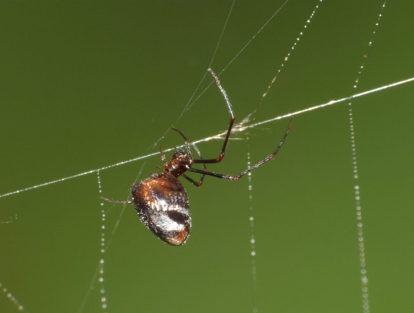 L''assaggio dell''Argyrodes (con filmati)